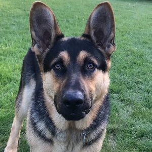 Meet your Posher, Molly